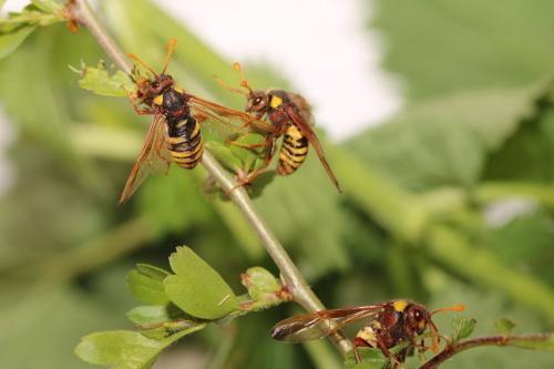 Cimbex quadrimaculatus